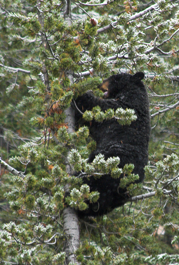 This black bear was munching away atop a tree near the Dunraven Pass.